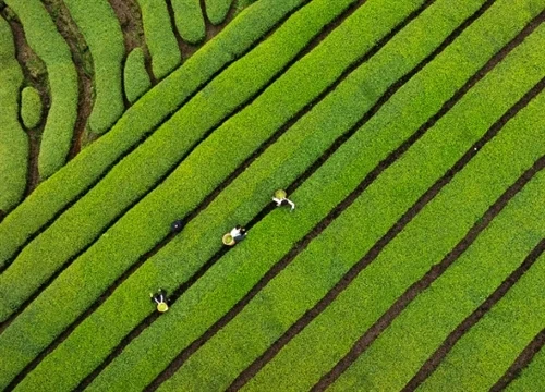 The Green Barrier of Pesticide Residues